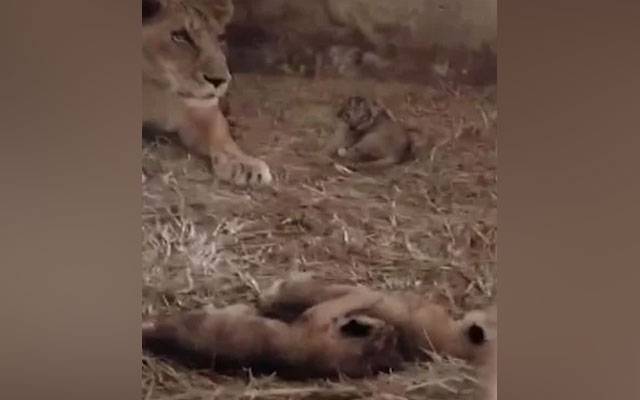 کراچی چڑیا گھر میں شیرنی نے 3 بچوں کو جنم دیدیا