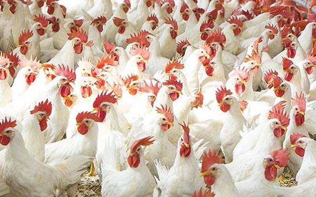 لاہور: برائلر مرغی کا گوشت 22 روپے فی کلو سستا 