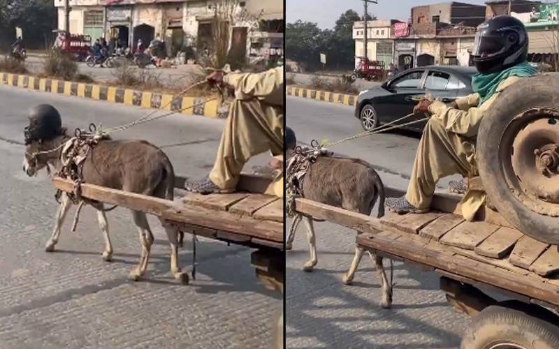 چالان سے بچنے کیلئے گدھے نے بھی ہیلمٹ پہن لیا، دلچسپ ویڈیو ، وائرل  
