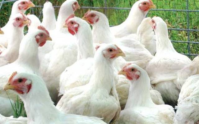  برائلر گوشت کی قیمت میں اچانک بڑا اضافہ کردیا گیا