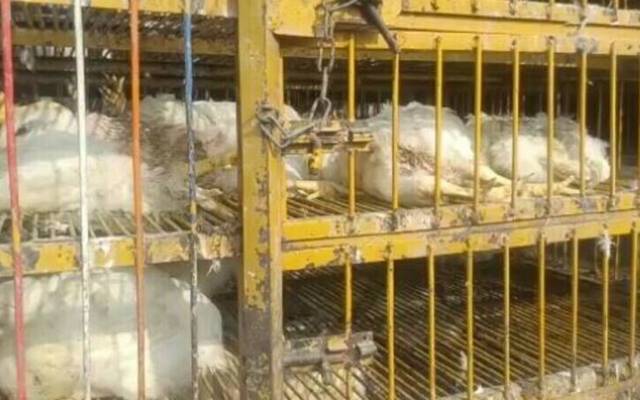 لاہور یئے مردہ مرغیوں کا گوشت اور مضر صحت دودھ پینے سے بچ گئے