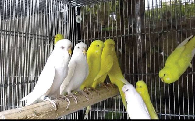 محکمہ جنگلی حیات نےطوطوں کی رجسٹریشن کی تاریخ میں توسیع کر دی
