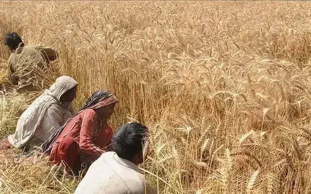 پنجاب نے تمام صوبوں سے زیادہ 16.5 ملین ایکڑ گندم کی ریکارڈ بوائی کر لی