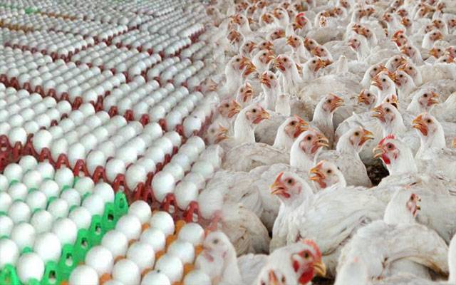 انڈوں اور برائلر کی قیمتوں میں  مسلسل اضافہ ریکارڈ