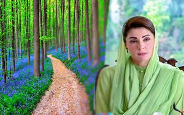 جنگلات کا تحفظ؛ پنجاب حکومت کا 5 ارب روپے کے فنڈز کی منظوری 