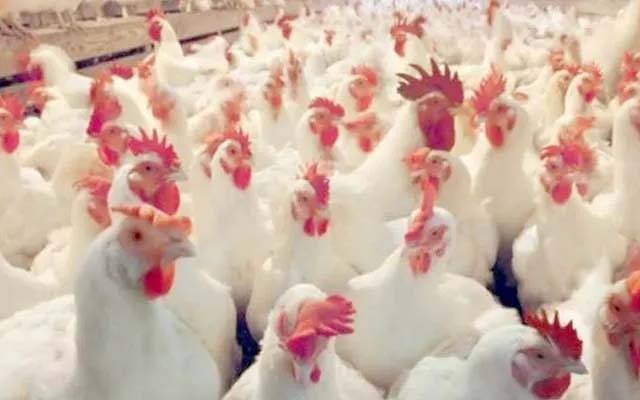 پولٹری ایسوسی ایشن پر قیمتیں بڑھانے کا الزام ثابت؛ کروڑوں روپے جرمانہ 