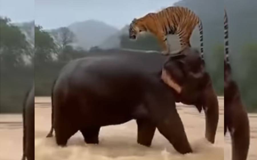 the elephent saves the tigar