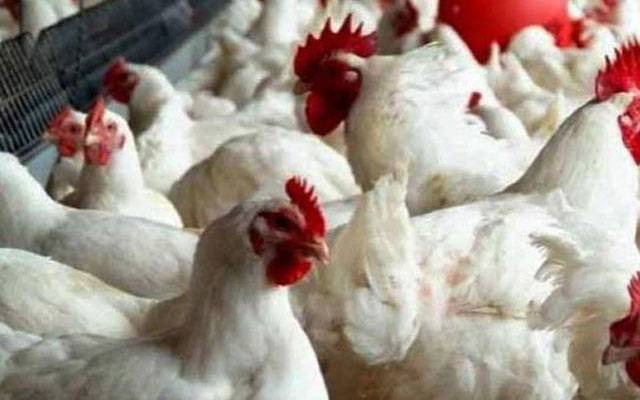 کرسمس قریب آتے ہی گراں فروش مافیا نے چکن کی قیمت بڑھا دی