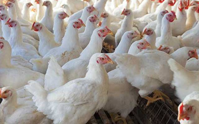 مرغی کے گوشت کی قیمت میں 200 روپے تک کا اضافہ