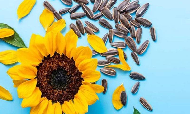 سورج مکھی کے بیج، غذائیت سے بھرپور سپر فوڈ