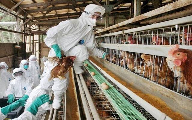 جاپان : برڈ فلو کے ایک اور کیس کی تصدیق ، لاکھوں مرغیاں تلف کرنیکا فیصلہ