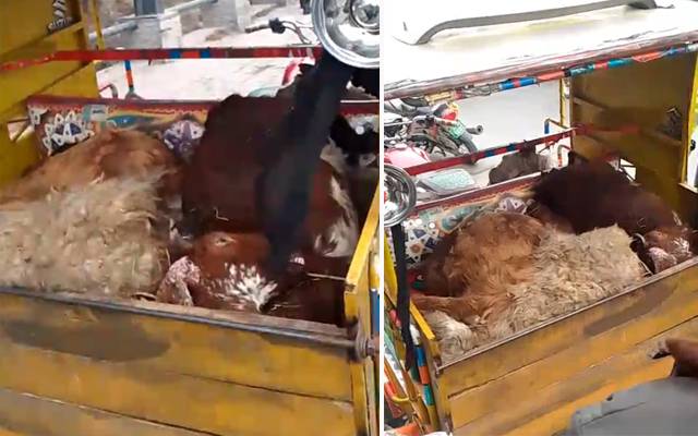  فوڈ اتھارٹی نے لاہوریوں کو مردہ بکروں کا گوشت کھانے سے بچا لیا