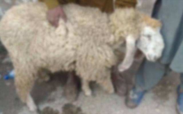 گھوٹکی؛ بااثر ظالم شخص نے بھیڑ کی ٹانگ کاٹ دی 