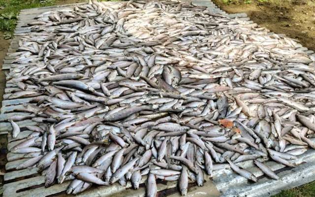  اوباڑو: شرپسند عناصر نے تالاب میں زہرڈال دیا، سینکڑوں مچھلیاں ہلاک