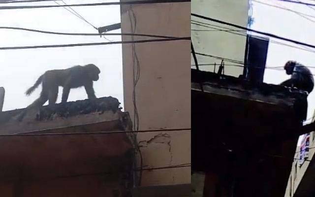 گجرات : بندر گھر وں کے اندر۔۔۔شہری پریشان انتظامیہ بے جان