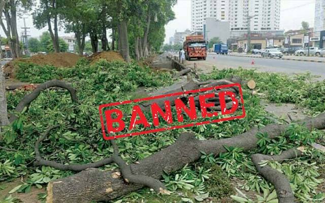  لاہور بھر میں درختوں کی کٹائی اور تراش خراش پر فوری پابندی عائد