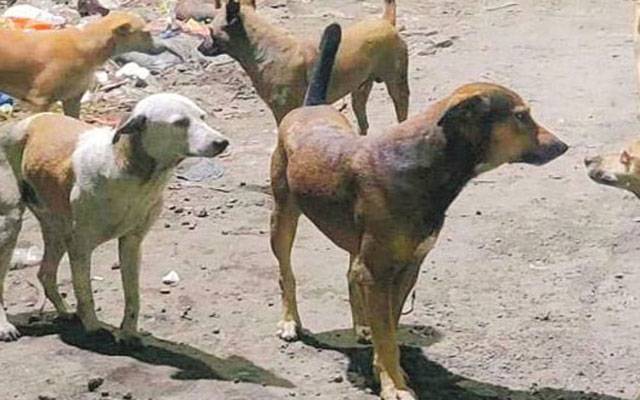 آوارہ کتوں نے میاں بیوی اور ایک 10 سالہ بچے کو کاٹ لیا  