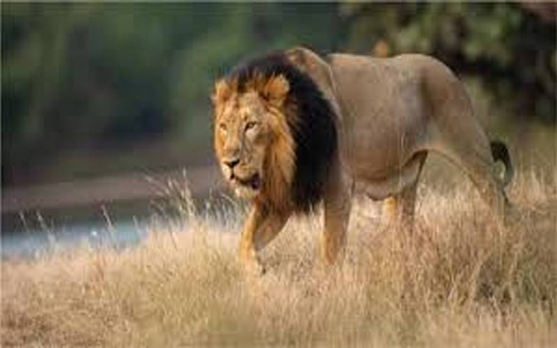 لاہور: پالتو شیرنی کا بچی پر حملہ،11 غیر قانونی شیر تحویل میں لے لئے گئے ،ملزمان گرفتار