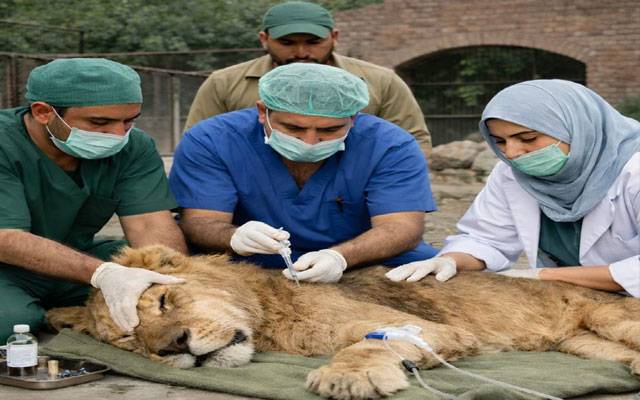  سرکاری چڑیا گھروں میں بیمار شیروں کو پر سکون موت دینے کا فیصلہ