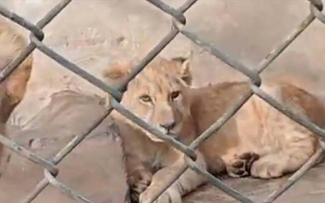 شیر اور ٹائیگر کو پالتو جانور بنا کر رکھنے والوں کے خلاف کریک ڈاؤن ،چار گرفتاریاں، بیس جانور برآمد