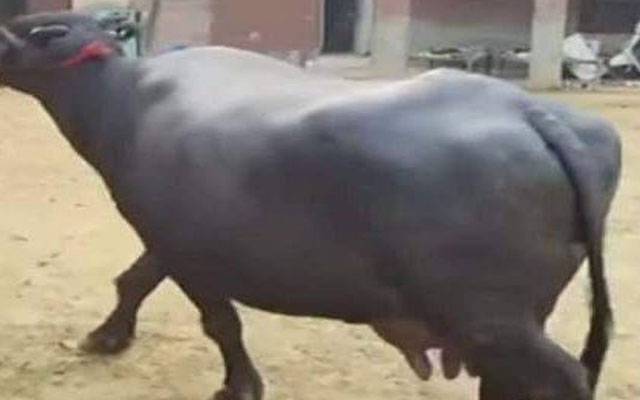 بھینس فصل میں گھسنے پر زمیندار نے بےزبان کی ٹانگیں کاٹ دیں