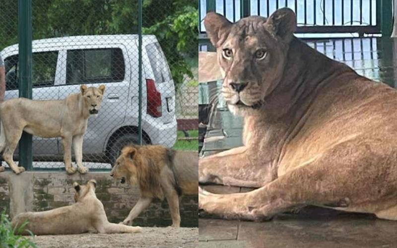 فیصل آباد: پنجرے میں بند شیر نے وائلڈ لائف ٹیم  کے اہلکار کو دبوچ لیا 