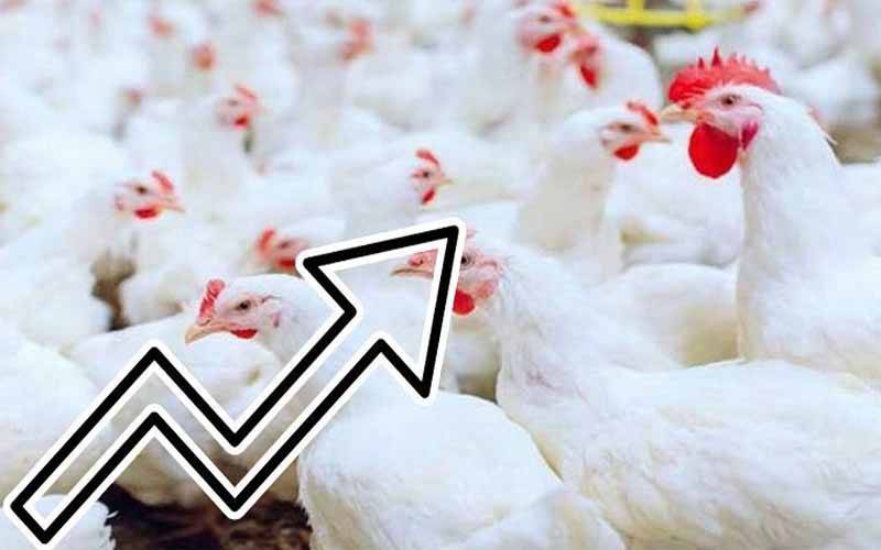 مرغی کے گوشت کو پر لگ گئےقیمتیں آسمان کو چھونے لگیں