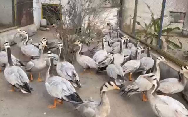 محکمہ جنگلات کی کارروائی، ہنس نسل کی44 بطخیں برآمد  