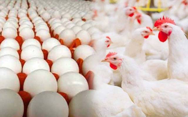  مرغی کے گوشت کی قیمتوں میں کمی ریکارڈ 