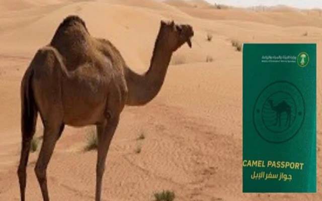 سعودی عرب کا اونٹوں کو پاسپورٹ جاری کرنے کا اعلان 