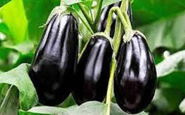 بینگن کے حیرت انگیز فوائد