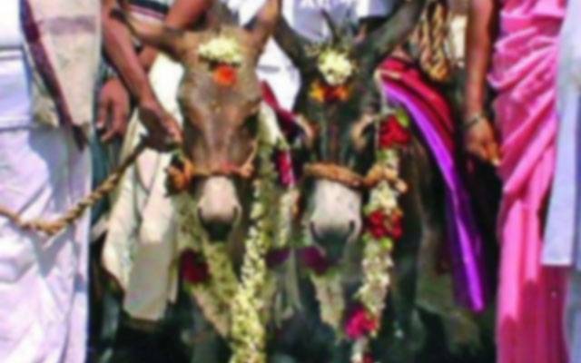 بھارت: ویلنٹائن ڈے پر گدھوں کی شادی، سوشل میڈیا صارفین کے دلچسپ تبصرے