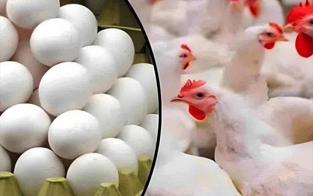 رمضان المبارک کے آغاز پرعوام کو   نیاجھٹکا ، برائلر گوشت کی قیمت میں ہوشرباء اضافہ