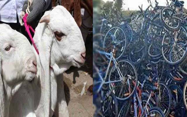 لاہور میں درجنوں سائیکلیں اور مویشی چوری 