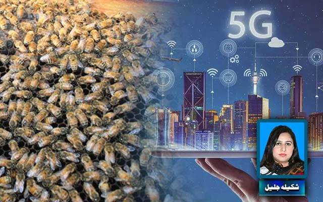 پاکستان میں 5G ڈیجیٹل ترقی یا شہد کی صنعت کا زوال 