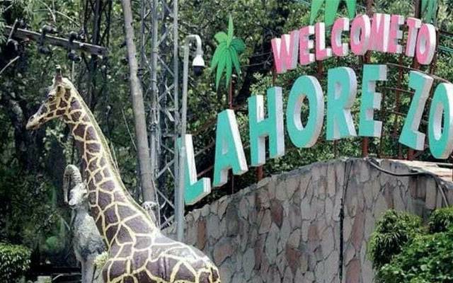 لاہور چڑیا گھر میں پہلی بار نایاب و غیر ملکی طوطوں کی افزائشِ نسل کا آغاز