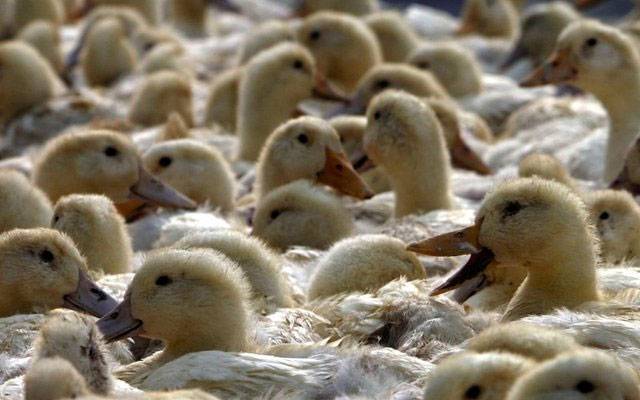 چین: بطخ کے اندر سے لاکھوں روپے مالیت کا سونا برآمد