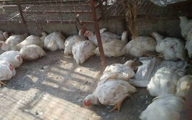 مرغی کی قیمت  میں یکدم فی کلو 45 روپے کابڑا اضافہ  