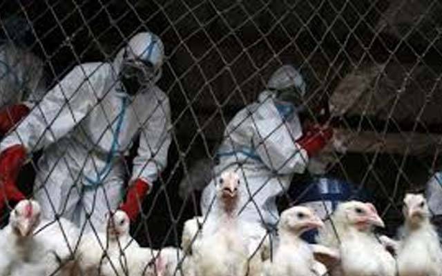 برڈفلو نے ہلچل مچا دی،6 روز میں4400 مرغیوں کی موت