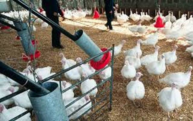 برائلر گوشت مہنگا ہونے کا خدشہ، پولٹری کی پیداواری لاگت میں اضافہ