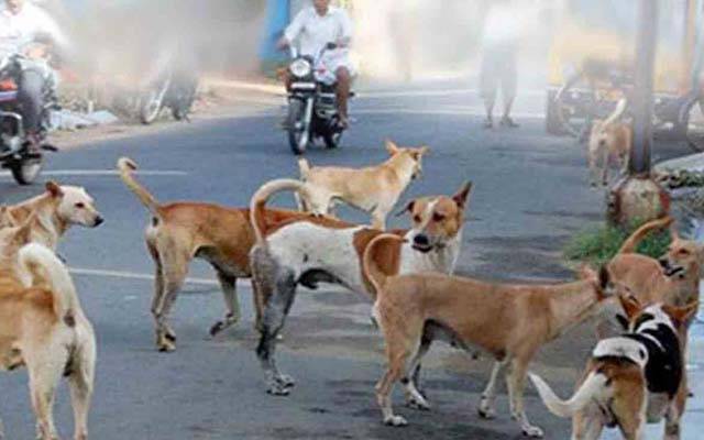 لاہور آوارہ کتوں کے نرغے میں ؛ ڈیڑھ سالہ بچی پر حملہ 