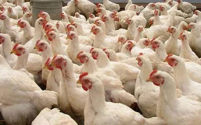 مرغی کے گوشت کی قیمت میں مزید اضافہ