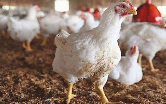 برائلر گوشت کی قیمت میں اضافہ