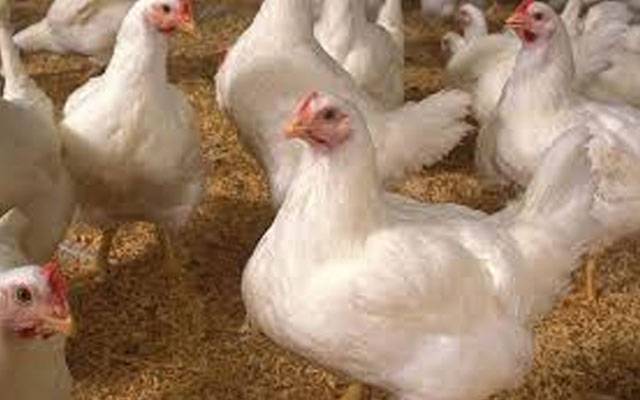 مہنگائی کا جن بے قابو، برائلر گوشت کی قیمت چھٹی سنچری کے قریب!