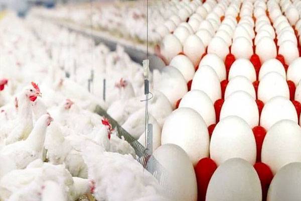 برائلر گوشت کی قیمت مستحکم، انڈوں کی قیمت میں اضافہ!