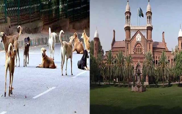 لاہور ہائیکورٹ؛ آوارہ کتوں کے کاٹنے سے متعلق کیس کی سماعت؛ تفصیلی رپورٹ جمع