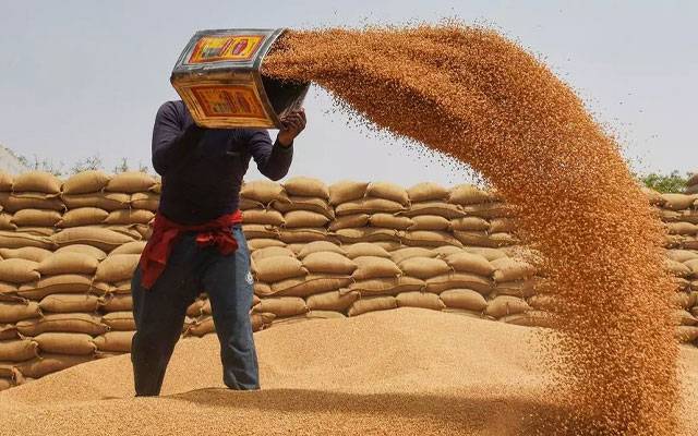 سندھ: گندم خریداری کا عمل  مکمل طور پر فعال نہ ہونے سے کاشتکار پریشان