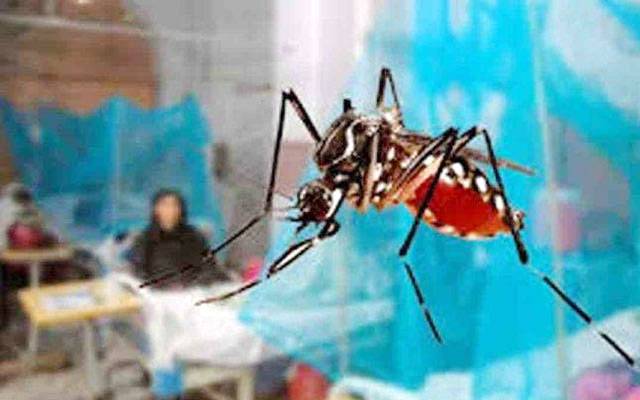 رواں سال پنجاب میں اب تک 16 ڈینگی کیسز رپورٹ