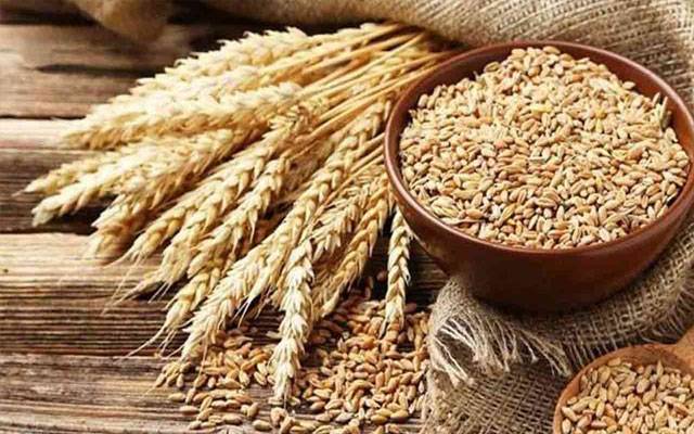 پنجاب میں گندم خریداری مہم تیزی سے جاری