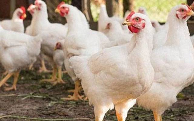  برائلر گوشت کی قیمت مستحکم ہونے کے باوجود اوور چارجنگ ،شہری پریشان